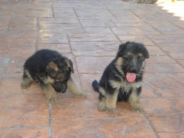 OFERTA ULTIMOS DOS CACHORROS PASTOR ALEMAN LEGITIMOS