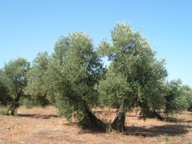 olivos muy buenos y muy baratos