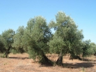 olivos muy buenos y muy baratos - mejor precio | unprecio.es