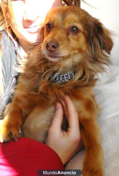 PERRITA PERDIDA EN BARCELONA!!!