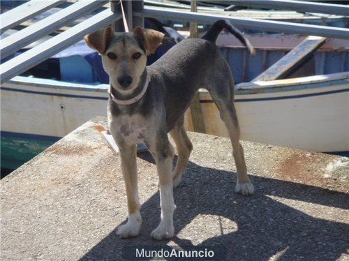 Regalo perra cruce de terrier