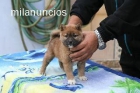 VENTA DE DOS CACHORROS DE SHIBA INU - mejor precio | unprecio.es