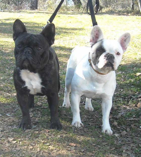 Cachorros Bulldog Frances