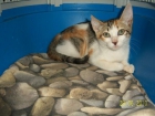 Gatita en adopción - mejor precio | unprecio.es