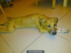 Regalo perro - mejor precio | unprecio.es
