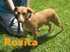 ROSITA EN ADOPCIÓN
