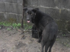 Se regalan cachorros (madre pastor belga) - mejor precio | unprecio.es
