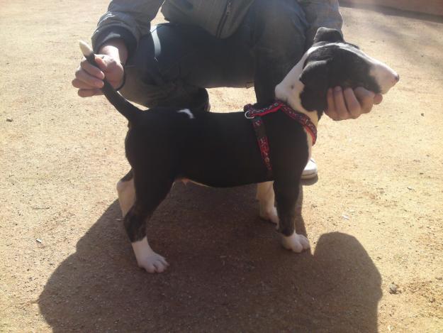Vendo Bull Terrier