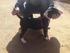 Vendo Bull Terrier - mejor precio | unprecio.es