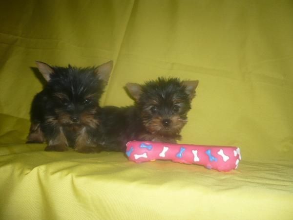YORK SHIRE pequeñitos y muy bonitos