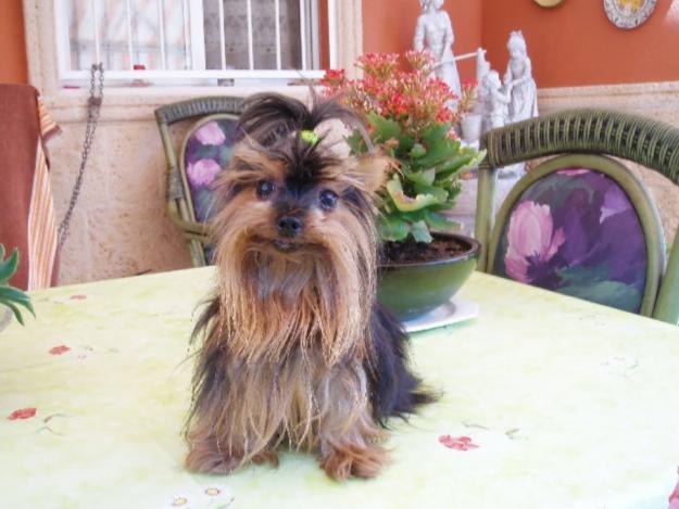 YORKSHIRE TERRIER 950 GMS.