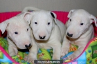 Cachorros Bull Terrier para venda - mejor precio | unprecio.es