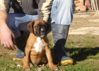 CACHORROS DE BOXER 600 - mejor precio | unprecio.es