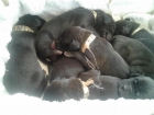 cachorros de dogo aleman - mejor precio | unprecio.es