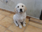 CACHORROS GOLDEN RETRIEVER - mejor precio | unprecio.es