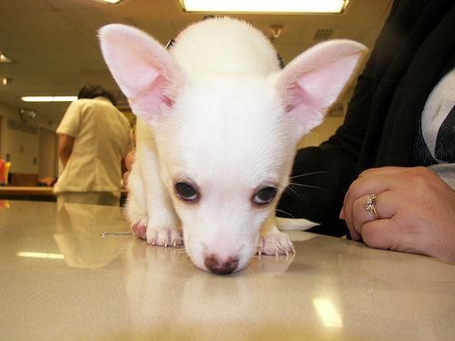 Chihuahua cachorros -