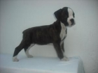 excelentes boxer listas para entregar - mejor precio | unprecio.es
