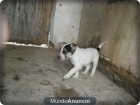pastor blanco / husky 50 (ultimo cachorro) - mejor precio | unprecio.es