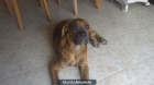 regalo cachorro boxer - mejor precio | unprecio.es