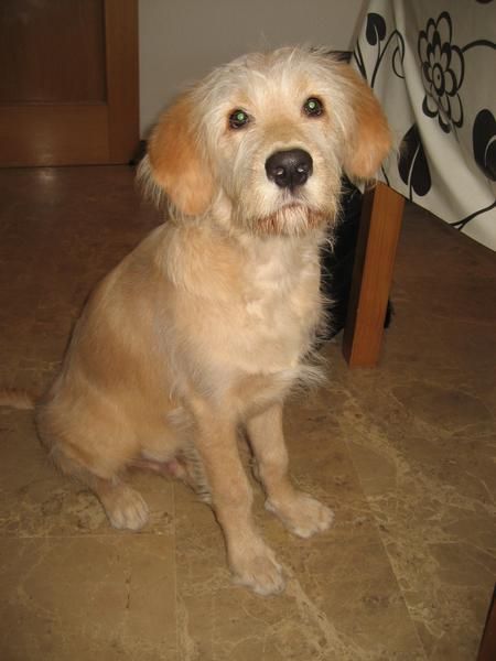 SE REGALA CACHORRO DE 5 MESES MEZCLA DE GOLDEN RETRIEVER