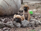 ultimos cachorros dogo aleman - mejor precio | unprecio.es