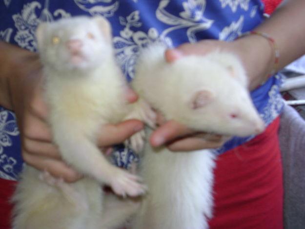 VENDO 2 HURONES HEMBRAS