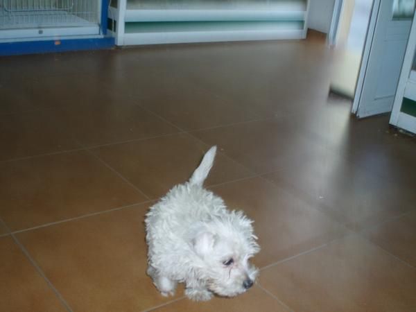 Westy hembra 380 euros