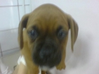 BOXER en venta cachorros - mejor precio | unprecio.es