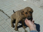 cachorro macho mestizo en adopcion - mejor precio | unprecio.es