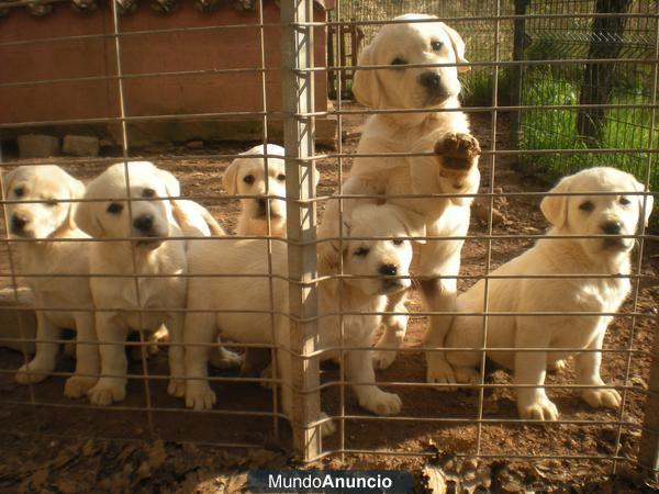 cachorros de labrador en barcelona  criadero a 25min elige