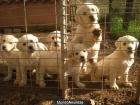 cachorros de labrador en barcelona criadero a 25min elige - mejor precio | unprecio.es