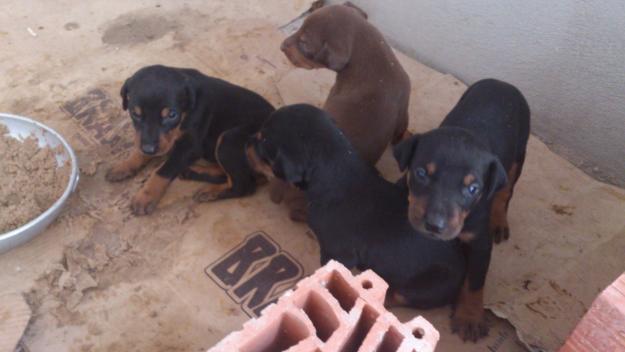 cachorros doberman