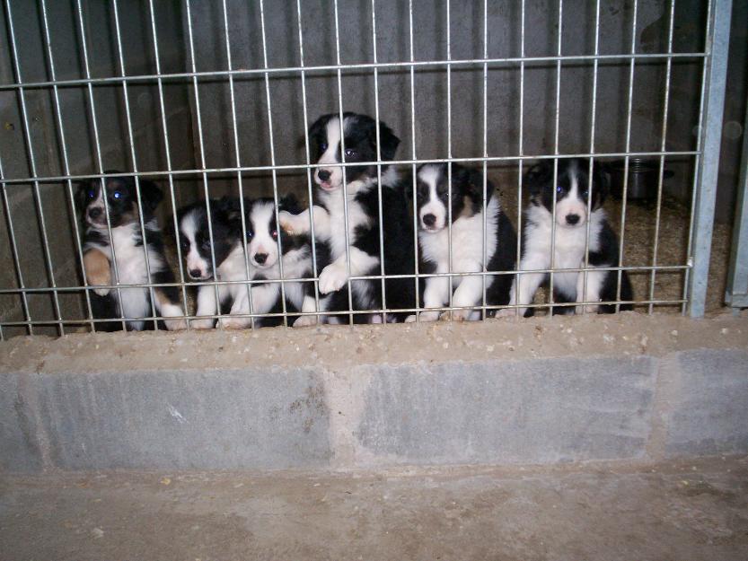 camada de border collie