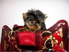 DIMINUTOS CACHORRITOS YORKSHIRE TERRIER(YORKY )WESTHIGLAND(WESTY), SCOTTISH - mejor precio | unprecio.es