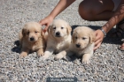 Golden Retriever 250€ - mejor precio | unprecio.es