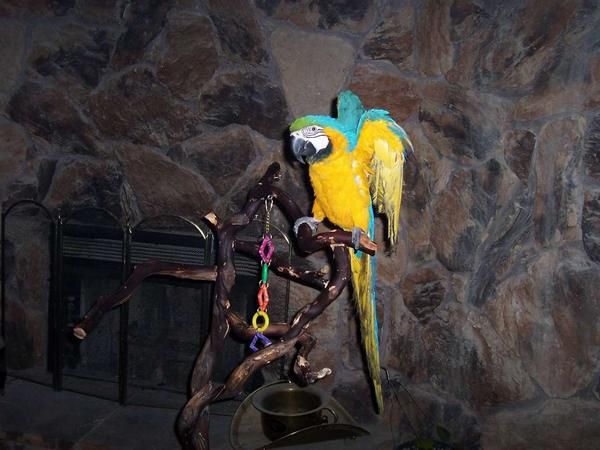 Marc y Tina son muy felices y saludables de aves que realmente necesita a conocer a una familia por ahí,