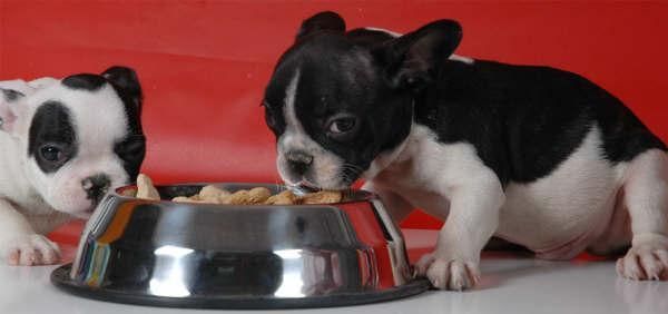 ¡Bulldog frances el mejor precio!