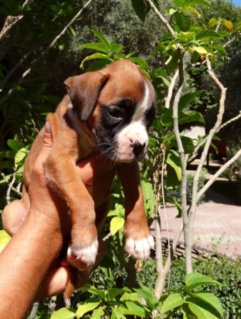 ▬OFERTON CACHORROS BOXER