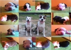 American Staffordshire Terrier - mejor precio | unprecio.es