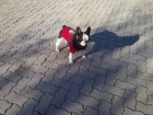 Bulldog frances 150€ negociables - mejor precio | unprecio.es