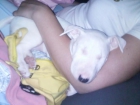 Cachorra auntentica Bull Terrier de dos meses color blanco - mejor precio | unprecio.es