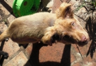 Cachorritas buscan hogar - mejor precio | unprecio.es