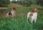 Excepcional camada de Spaniel Breton - mejor precio | unprecio.es
