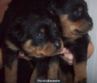 regalo Rottweiler cachorros - mejor precio | unprecio.es