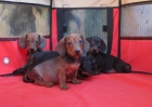 Teckels cachorros de pelo corto y pelo duro en oferta - mejor precio | unprecio.es