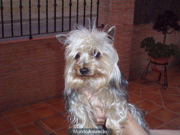 yorkshire terrier
