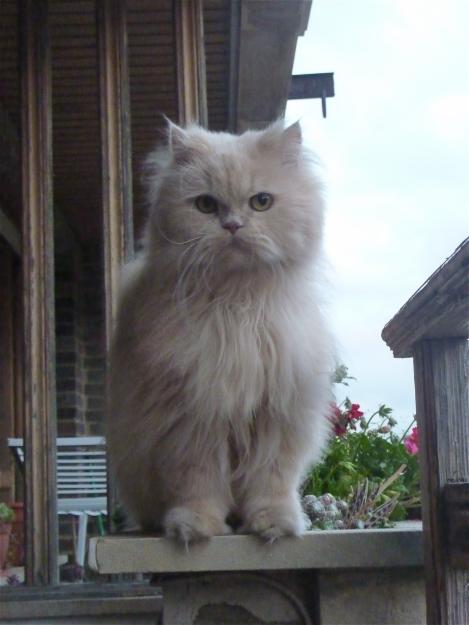 APARECIDO, (después de cuatro días) GATO PERSA PERDIDO.-EN OVIEDO.