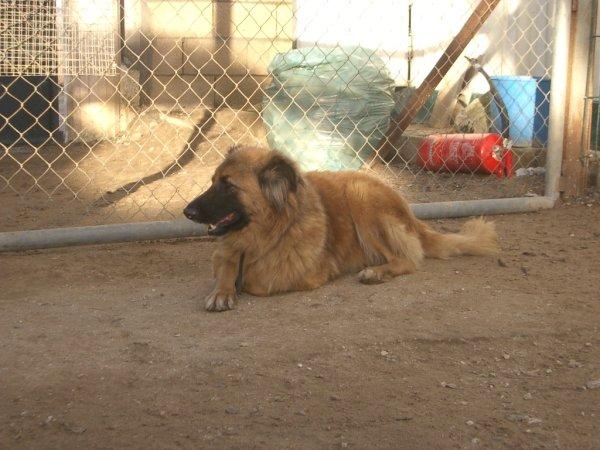 adopcion yoni