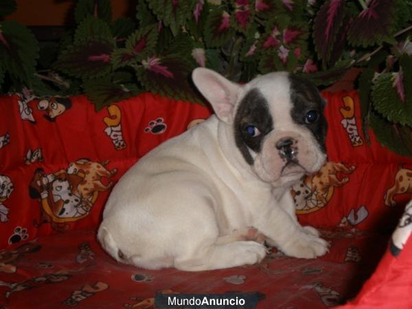 Bulldog Frances de calidad