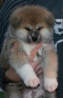 cachorros de akita inu japones - mejor precio | unprecio.es